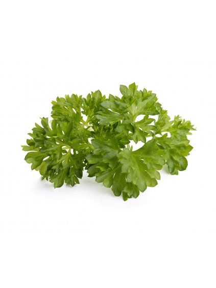 Parsley plant 1200x960 7af89aca c111 40d3 8df0 b27e0f6fe54d 1200x