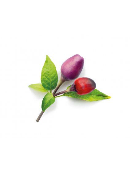 Purple Chili plant 1200x960 88858f36 78d3 41ce ba6a 207007b96cdd 1200x