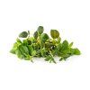 Sada 9 kapsúl pre chytré kvetináče Click & Grow - mix talianskych bylín