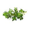 Thyme plant 1200x960 653e2efa 391d 4557 bd0e 1f69e8119bc8 1200x