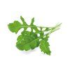Arugula plant 1200x960 750c08bd d687 4f2e ac8e 7965d060cc5d 1200x