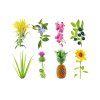 Experimental plant 1200x960 5fc65e38 ddd3 4598 957c 2da1d31638cf 1200x