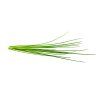 Chives plant 1200x960 92be216d 80cd 419a a217 d084e44a7f01 1200x